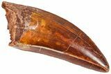 Serrated, Carcharodontosaurus Tooth - Real Dinosaur Tooth #364773-1